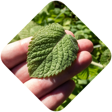 A mint leaf